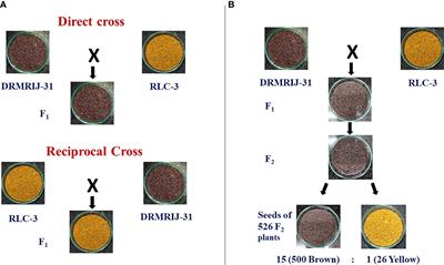 Seed coat colour of Indian mustard [Brassica juncea (L.) Czern. and Coss.] is associated with Bju.TT8 homologs identifiable by targeted functional markers
